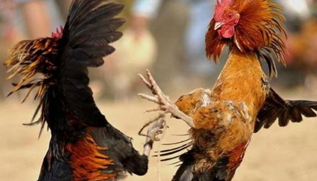 Panduan Memasang Taruhan Sabung Ayam Online